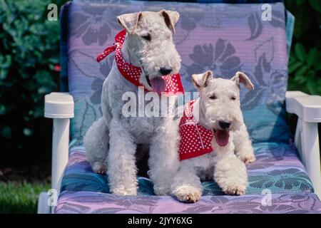 Zwei Wire Fox Terrier tragen Taschentücher am Hals und sitzen auf einem Outdoor-Stuhl mit hellviolettem Kissen Stockfoto