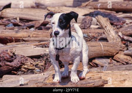 Jack Russell Terrier steht auf Treibholz am Ufer Stockfoto