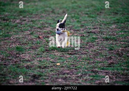 Jack Russell Terrier läuft durch den Hof draußen Stockfoto