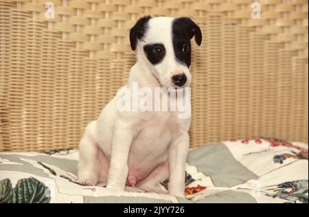 Jack Russell Terrier Welpe sitzt auf Weidensofa Stockfoto