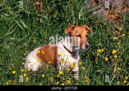 Jack Russell Terrier sitzt auf dem Feld in der Nähe von kleinen gelben Blumen Stockfoto