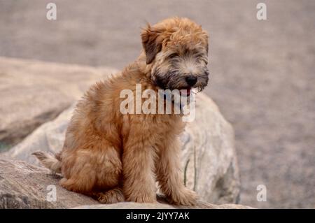 Weich beschichteter Wheaten Terrier Welpe sitzt auf Felsen Stockfoto