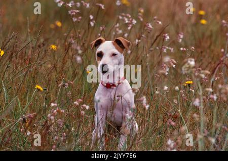 Jack Russell Terrier sitzt auf dem Feld Stockfoto
