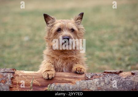 Norwich Terrier sitzt auf einem Baumstamm Stockfoto