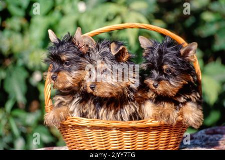 Drei Silky Terrier Welpen sitzen im Weidenkorb draußen vor Büschen Stockfoto