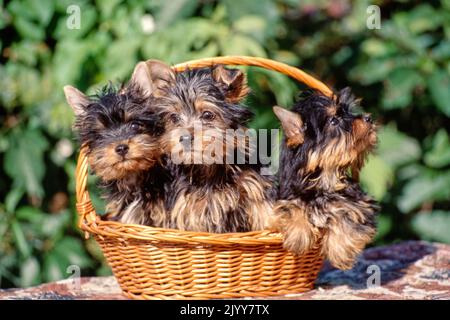 Drei Silky Terrier Welpen sitzen im Weidenkorb draußen Stockfoto