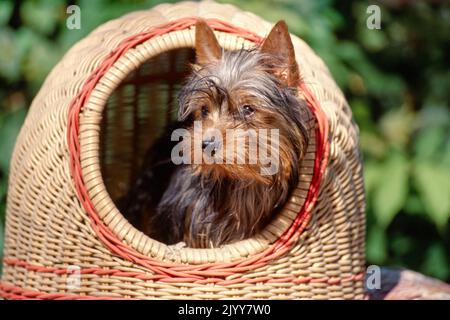 Silky Terrier Welpe sitzt im überdachten gewebten Hundebett draußen in der Sonne Stockfoto