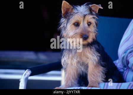 Silky Terrier sitzt auf dem Kissen auf dem Lagerstuhl im Schatten draußen Stockfoto