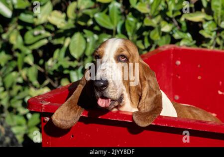 Basset Hound sitzt in rotem Wagen vor Büschen Stockfoto