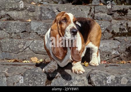 Basset Hound steht auf Steintreppen draußen mit Blättern auf dem Boden, die nach oben schauen Stockfoto