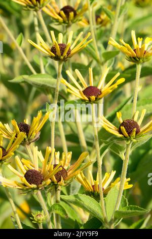 Stauden, Pflanzen, Spätsommer, Garten, Blumen, September, Krautig, Rudbeckias, Hardy, Pflanzen, Geschütteter Zwerg Rudbeckia, Rudbeckia „Little Henry“ Stockfoto