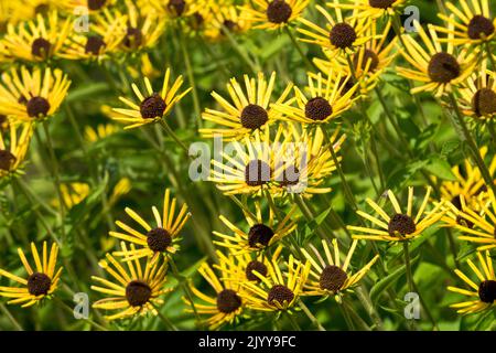 Der Gefräste Zwerg Rudbeckia „Kleiner Henry“ Blüht Rudbeckias Stockfoto