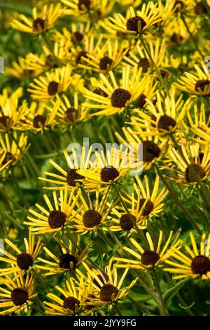 Stauden, Pflanzen, Spätsommer, Garten, Blumen, September, Krautig, Rudbeckias, Hardy, Pflanzen, Geschütteter Zwerg Rudbeckia, Rudbeckia „Little Henry“ Stockfoto