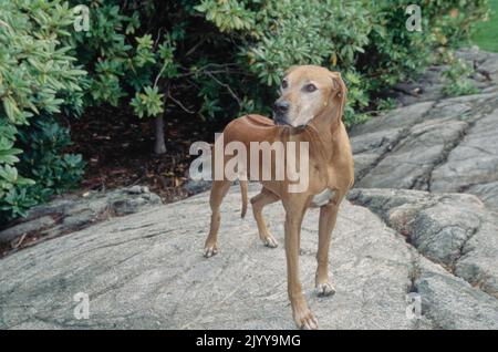 Rhodesian Ridgeback steht auf felsiger Oberfläche draußen Stockfoto