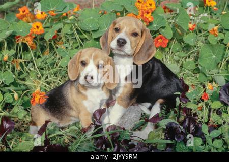 Zwei Beagle-Welpen sitzen im Garten mit orangen Blüten Stockfoto