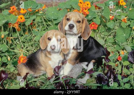 Zwei Beagle-Welpen sitzen im Garten mit orangen Blüten Stockfoto