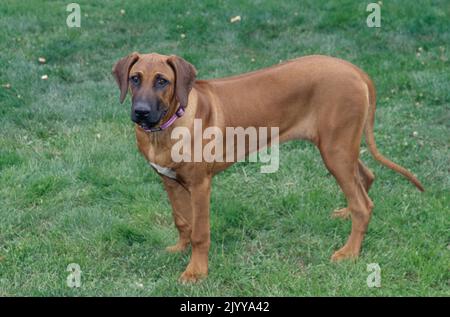Rhodesian Ridgeback steht im Gras Stockfoto