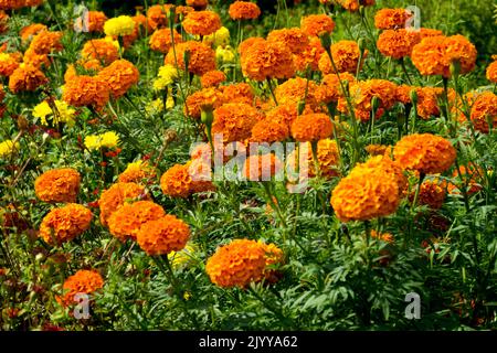 Orangefarbenes Blumenbett Tagesetes erecta, Blumen Afrikanische Ringelblumen Stockfoto