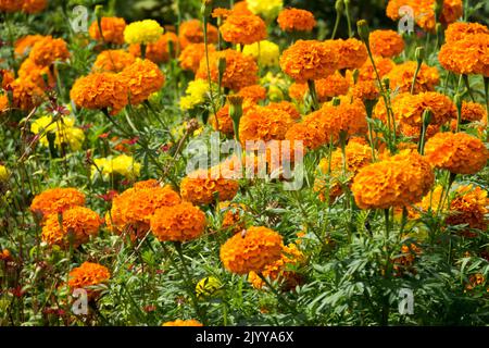 Orange Blumenbeet Afrikanische Ringelblumen Tagetes erecta Kräuter Annuals Pflanzen Blumenbeet Spätsommer Ringelblumen Blumen Blumenbeet Blume Tagetes Stockfoto