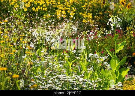 Nicotiana sylvestris Garden, White Yellow, Sunshiny Flower bed, Ornamental Tobacco Garden, September Flowers, Nicotiana „Weiße Trompeten“ Sneezeeed Stockfoto