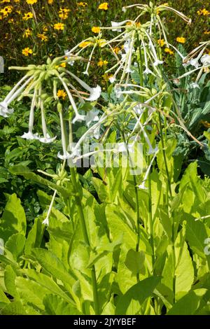 Weiß, Nicotiana sylvestris, Tabak, Pflanze, Garten, Röhrenförmiges Blumenbett, Blumen, Früher Herbst Stockfoto