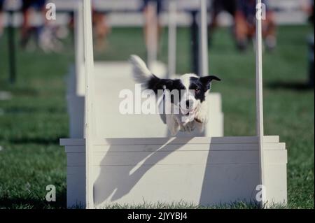 Border Collie springt über die Hürde Stockfoto