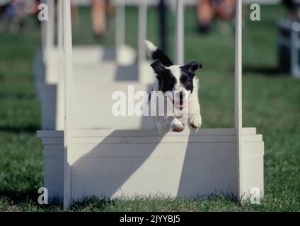 Border Collie springt über die Hürde Stockfoto