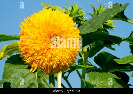 Helianthus 'Teddybär', Blume, Helianthus annuus 'Teddybär' Single, Blüte, Gartenblume Stockfoto