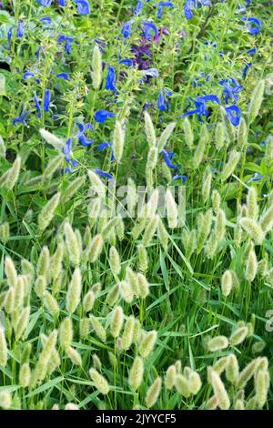 Beardgrass, Polypogon monspeliensis, Salvia Blauer Engel, Gentian Salbei, Blumenbeet, Pflanzen Stockfoto