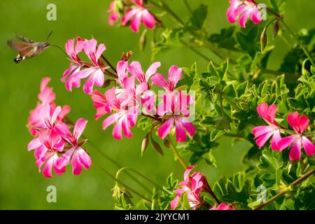 Motte Flying Inseect Kolibri Hawk-Moth Macroglossum stellatarum Nectaring Pelargonien Blüten Pink Pelargonium Blume Insekt Fliegende Fütterungsblüten Stockfoto