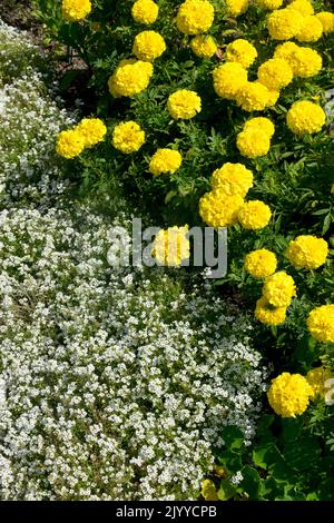 Süße Alyssum, Lobularia maritima Schneekristalle, Tagesetes Lady erste afrikanische Ringelblume weiße gelbe Blumen Stockfoto