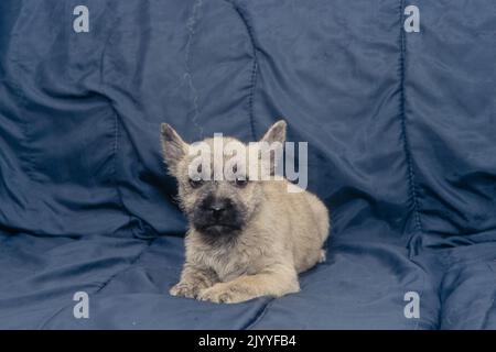 Cairn Terrier Welpe auf der Couch Stockfoto