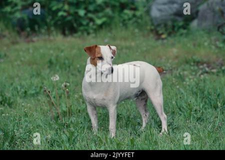 Jack Russel Terrier im Feld Stockfoto