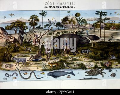 Farbige Illustration mit dem Titel „heißes Klima“, in der Tiere und Menschen in einem wärmeren Lebensraum dargestellt werden, z. B. Schlangen, Wildkatzen, Affen, Aale, Afrikaner, Kaukasischer Mann. Stockfoto