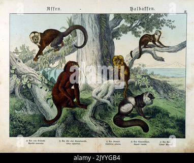 Farbige Illustration mit Affen in einem Baum. Stockfoto