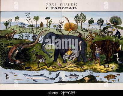 Farbige Illustration mit dem Titel „heißes Klima“, in der Tiere und Menschen in einem wärmeren Lebensraum dargestellt werden, z. B. Affen, Paradiesvögel, Elefanten, Krokodile, Schildkröten, Strauß, Afrikaner, Chinese. Stockfoto