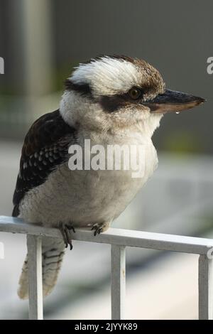 Kookaburra-Vogel, der auf einem weißen Balkongeländer steht Stockfoto