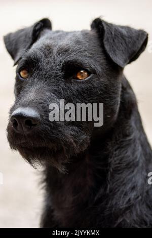 Porträt eines Seenplatte Terrier Hund Stockfoto