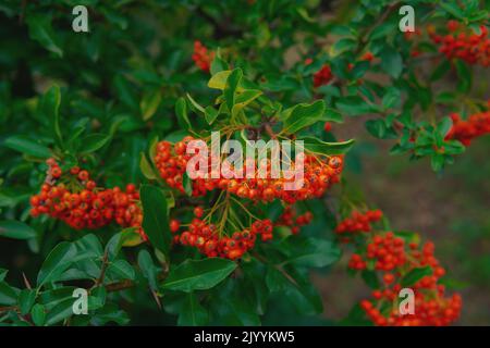 Heteromeles arbutifolia. Wunderschöne Herbstbotanik mit grünen Blättern Stockfoto