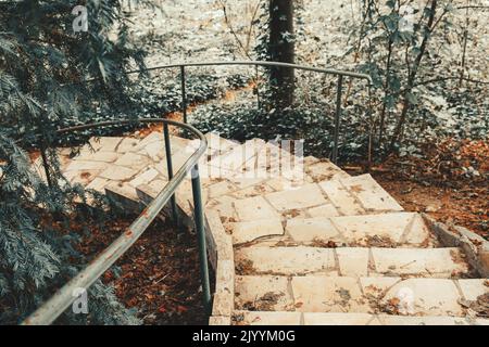 Wendeltreppe aus Stein in der Mitte des Arboretums mit Silbertanne Stockfoto