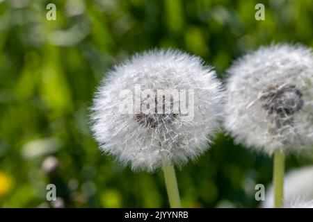 Ein Feld mit einer großen Anzahl von Dandelionen im Sommer, ein landwirtschaftliches Feld mit Dandelionen und Gras für die Fütterung von Kühen und anderen Tieren Stockfoto