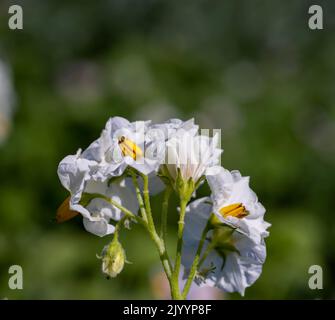 Kartoffelfeld mit grünen Büschen blühender Kartoffeln, landwirtschaftliches Feld mit Kartoffeln in der Sommersaison Stockfoto