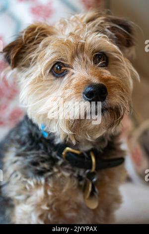 Porträt eines Yorkshire Terrier Hundes Stockfoto