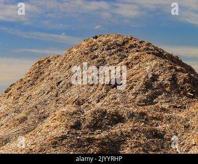 Ein großer Stapel Sägemehl aus Holz nach der Holzverarbeitung, Abfälle aus der Holzproduktion in Form von Sägemehl Stockfoto