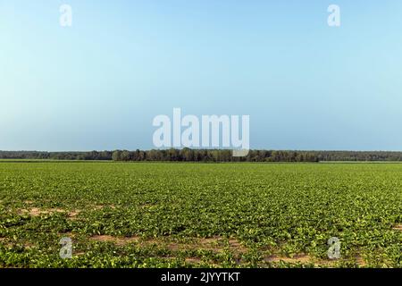 Landwirtschaftliche Feld, in dem Zuckerrüben wächst, Rübenanbau zur Herstellung von Zuckerprodukten Stockfoto