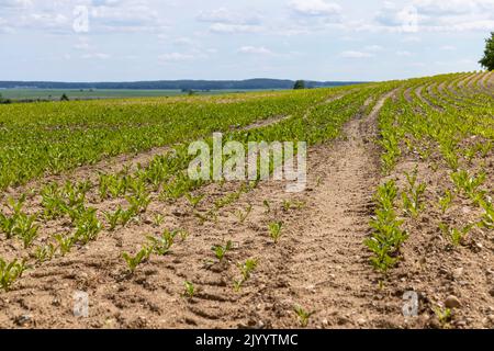 Zuckerrüben in einem landwirtschaftlichen Feld im Sommer, Anbau von weißen Zuckerrüben für die Produktion von weißem kristallinen Zucker Stockfoto