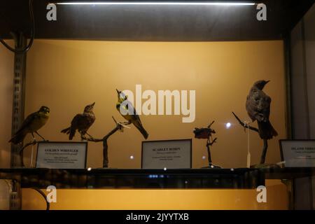 Ausgestopfte Vögel in einem Museum Stockfoto