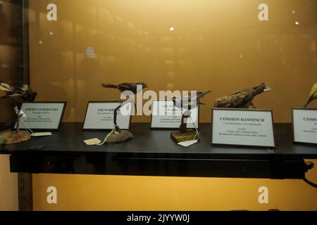 Ausgestopfte Vögel in einem Museum Stockfoto