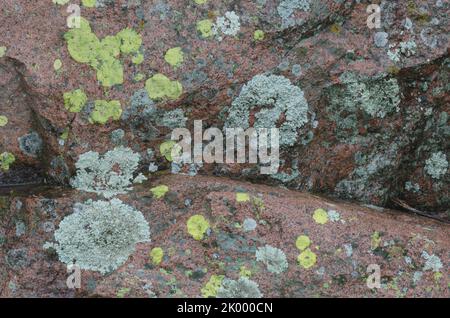 Flechten Covered Rocks, Acarospora contigua (gelb), Xanthoparmelia sp. (Grau) Stockfoto