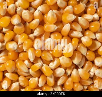 Getrocknete Maiskörner im gesamten Sieb. Mais für Popcorn. Blick von oben. Stockfoto